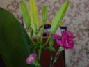 dsc02884.JPG