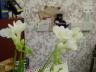 dsc03632.JPG